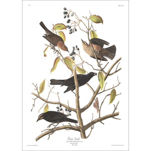 Rusty Grakle Print by John Audubon