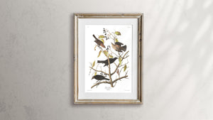 Rusty Grakle Print by John Audubon