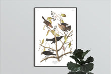 Load image into Gallery viewer, Rusty Grakle Print by John Audubon