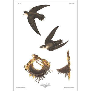 American Swift Print by John Audubon