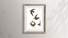 Load image into Gallery viewer, American Swift Print by John Audubon