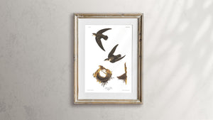 American Swift Print by John Audubon