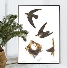 Load image into Gallery viewer, American Swift Print by John Audubon