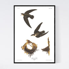 Load image into Gallery viewer, American Swift Print by John Audubon