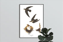 Load image into Gallery viewer, American Swift Print by John Audubon