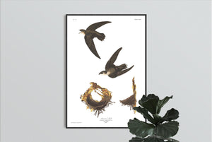 American Swift Print by John Audubon