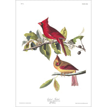 Load image into Gallery viewer, Cardinal Grosbeak Print by John Audubon