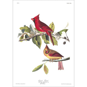 Cardinal Grosbeak Print by John Audubon