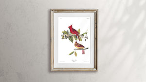 Cardinal Grosbeak Print by John Audubon