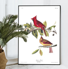 Load image into Gallery viewer, Cardinal Grosbeak Print by John Audubon