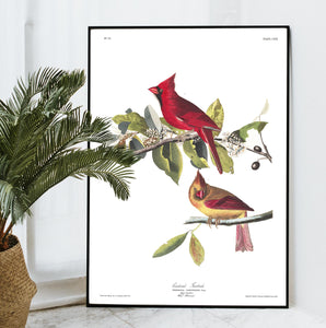 Cardinal Grosbeak Print by John Audubon