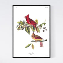 Load image into Gallery viewer, Cardinal Grosbeak Print by John Audubon