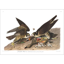 Load image into Gallery viewer, Great-Footed Hawk Print by John Audubon