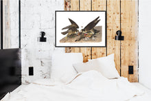 Load image into Gallery viewer, Great-Footed Hawk Print by John Audubon