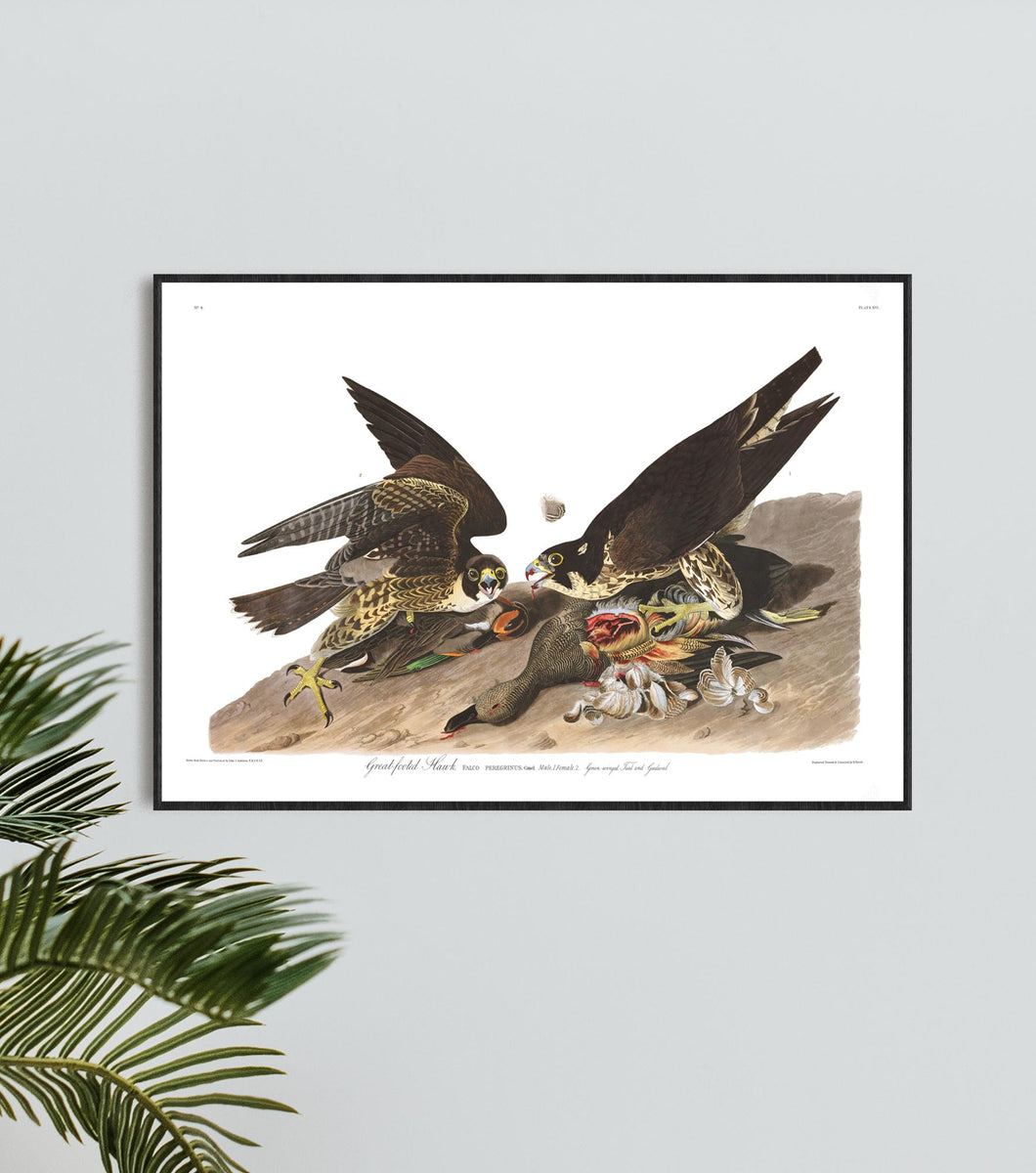 Great-Footed Hawk Print by John Audubon