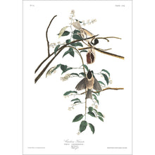 Load image into Gallery viewer, Carolina Titmouse Print by John Audubon