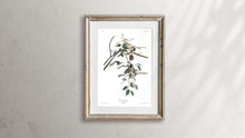 Load image into Gallery viewer, Carolina Titmouse Print by John Audubon