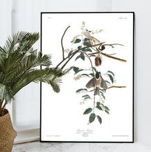 Load image into Gallery viewer, Carolina Titmouse Print by John Audubon