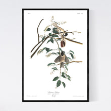 Load image into Gallery viewer, Carolina Titmouse Print by John Audubon
