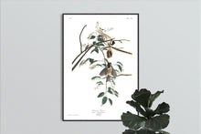 Load image into Gallery viewer, Carolina Titmouse Print by John Audubon