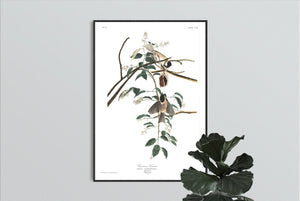 Carolina Titmouse Print by John Audubon