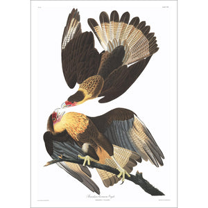 Brasilian Caracara Eagle Print by John Audubon