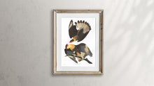 Load image into Gallery viewer, Brasilian Caracara Eagle Print by John Audubon