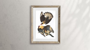 Brasilian Caracara Eagle Print by John Audubon