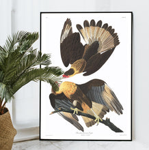 Load image into Gallery viewer, Brasilian Caracara Eagle Print by John Audubon