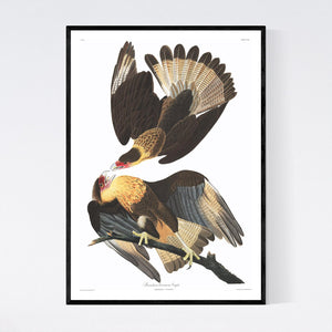 Brasilian Caracara Eagle Print by John Audubon