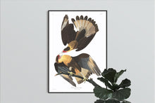 Load image into Gallery viewer, Brasilian Caracara Eagle Print by John Audubon