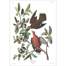 Load image into Gallery viewer, Zenaida Dove Print by John Audubon