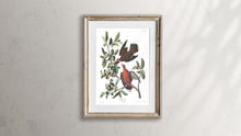 Load image into Gallery viewer, Zenaida Dove Print by John Audubon