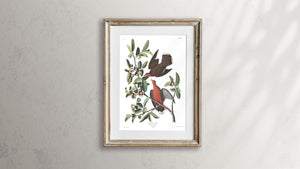 Zenaida Dove Print by John Audubon