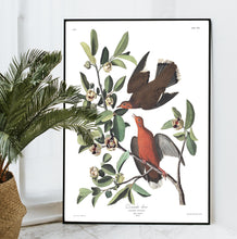 Load image into Gallery viewer, Zenaida Dove Print by John Audubon
