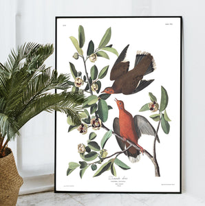 Zenaida Dove Print by John Audubon