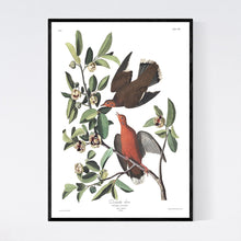 Load image into Gallery viewer, Zenaida Dove Print by John Audubon