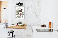 Load image into Gallery viewer, Zenaida Dove Print by John Audubon