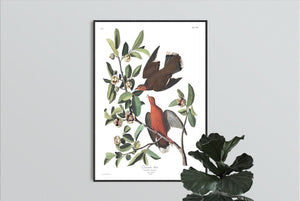 Zenaida Dove Print by John Audubon