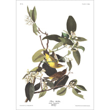 Load image into Gallery viewer, Palm Warbler Print by John Audubon