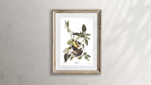 Load image into Gallery viewer, Palm Warbler Print by John Audubon