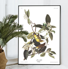 Load image into Gallery viewer, Palm Warbler Print by John Audubon