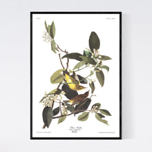 Load image into Gallery viewer, Palm Warbler Print by John Audubon