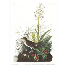 Load image into Gallery viewer, Tawny Thrush Print by John Audubon