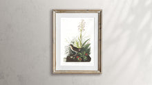 Load image into Gallery viewer, Tawny Thrush Print by John Audubon
