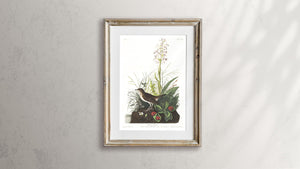 Tawny Thrush Print by John Audubon