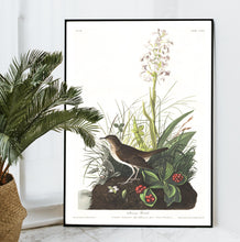 Load image into Gallery viewer, Tawny Thrush Print by John Audubon