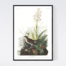 Load image into Gallery viewer, Tawny Thrush Print by John Audubon