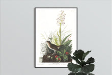 Load image into Gallery viewer, Tawny Thrush Print by John Audubon