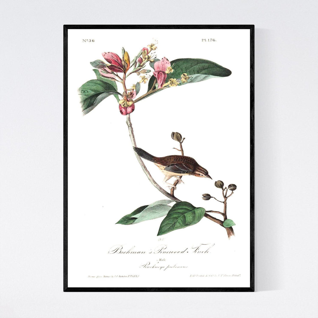 Bachman's Pinewood Finch Print by John Audubon